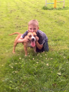 Нора – полуторагодовалая девочка стаффордширского терьера ищет новый дом.