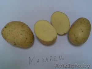 отличный картофель - Изображение #3, Объявление #440772