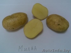отличный картофель - Изображение #4, Объявление #440772