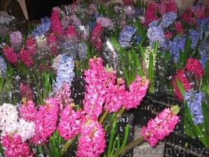 Тюльпаны и гиацинты к 8 марта - Изображение #3, Объявление #508255