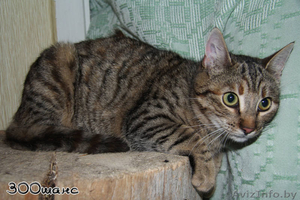  ГЕРДА - молодая тигровая кошечка (8 мес.) - Изображение #1, Объявление #513347