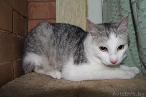 КАЙ - серебристо-белый котенок-подросток (8 мес.) - Изображение #1, Объявление #511888