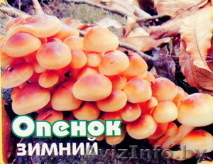 Міцэліем (насенне) шампіньёны,  дрэўнавушка,  опенока,  шыітаке,  белага грыба