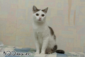 ГЛАША - бело-лесная уютная кошка - Изображение #1, Объявление #555467