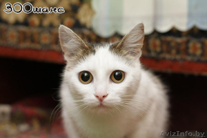 ГЛАША - бело-лесная уютная кошка - Изображение #3, Объявление #555467