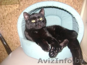 Котик Шахтер ищет хозяев!!!