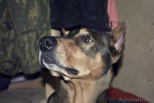 девочка породы доберман ищет хозяев!!!