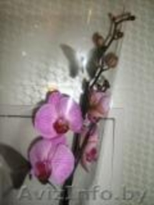 Орхидея фаленопсис дендробиум ванда - Изображение #1, Объявление #541466