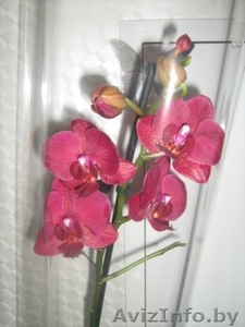 Орхидея фаленопсис дендробиум ванда - Изображение #2, Объявление #541466