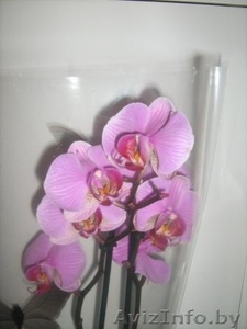 Орхидея фаленопсис дендробиум ванда - Изображение #4, Объявление #541466