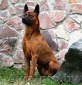 Продам Щенков Тайский Риджбек 