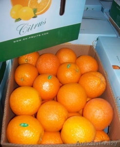 Прямые поставки цитрусовых из Египта - Изображение #1, Объявление #599304