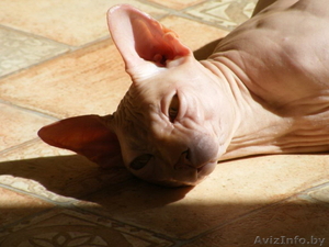 Канадский сфинкс в дар