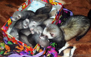 продам щенков хорька