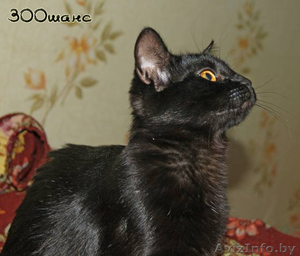 ПАНТЕРА БАГИРА - черная кошка - Изображение #2, Объявление #680747