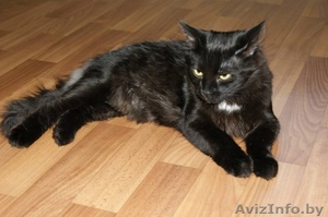 КУЗЬМА - черный кот-подросток - Изображение #2, Объявление #680781