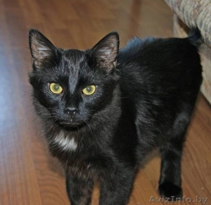 КУЗЬМА - черный кот-подросток - Изображение #1, Объявление #680781