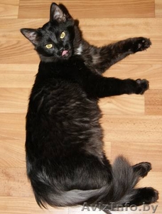 КУЗЬМА - черный кот-подросток - Изображение #3, Объявление #680781