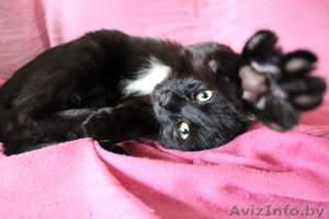 Черный котенок-мальчик (3.5 месяца) в дар - Изображение #1, Объявление #706174