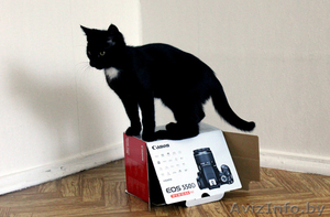 Черный котенок-мальчик (3.5 месяца) в дар - Изображение #5, Объявление #706174