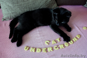 Черный котенок-мальчик (3.5 месяца) в дар - Изображение #2, Объявление #706174