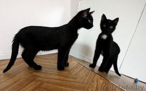 Черный котенок-мальчик (3.5 месяца) в дар - Изображение #3, Объявление #706174