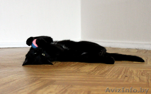 Черный котенок-мальчик (3.5 месяца) в дар - Изображение #4, Объявление #706174