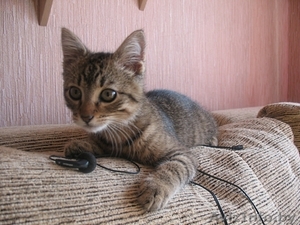 котенок Гуталин ищет нового хозяина - Изображение #5, Объявление #711671
