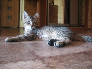 котенок Гуталин ищет нового хозяина - Изображение #3, Объявление #711671