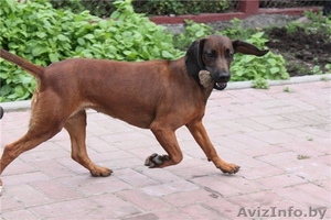 щенки баварской гончей