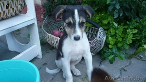 Щенок Марта в добрые руки!