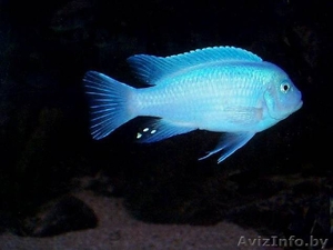 Псевдотрофеус Зебра голубая - Аквариумные рыбки - Изображение #1, Объявление #738461