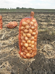 Лук репчатый краснодарский. урожай 2012года - Изображение #1, Объявление #760014