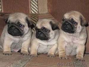 Мопс щенки мальчики и девочки,  бежевого окраса
