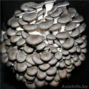 Продам грибы Вешенка - Изображение #1, Объявление #770342