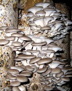 Продам грибы Вешенка - Изображение #2, Объявление #770342