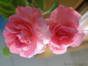 Махровый розовый бальзамин - Изображение #1, Объявление #766407