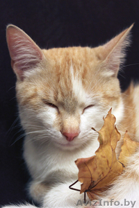 Рыже-белый котенок-мальчик в дар - Изображение #3, Объявление #771952