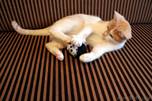 Рыже-белый котенок-мальчик в дар - Изображение #2, Объявление #771952
