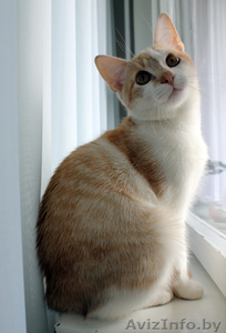 Рыже-белый котенок-мальчик в дар - Изображение #1, Объявление #771952