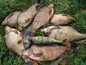 продам свежую рыбу