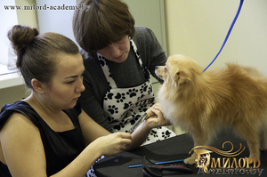 Обучение стрижке собак в Академии груминга Милорд - Изображение #5, Объявление #775483