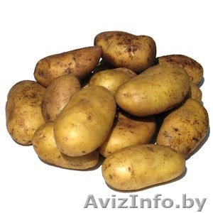 Картофель оптом урожая 2012 года - Изображение #1, Объявление #769781