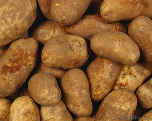 Продаем картофель сортов «Бриз», «Журавинка», «Скарб» выращенный в Беларуси - Изображение #1, Объявление #776014