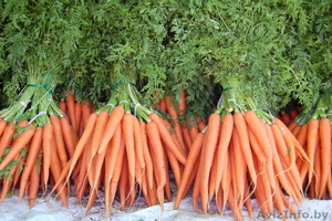 Продаем морковь сортов Шантане, Каротель, Фэнси выращенную в Беларуси - Изображение #1, Объявление #776024