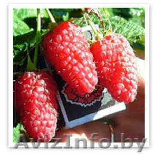 Малина крупноплодная и ремонтанная