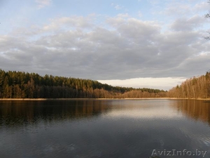 Продам Настоящий Хутор в лесу у воды берег лесной реки рядом озёрами  на Белорус - Изображение #9, Объявление #803424