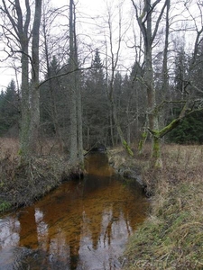Продам Настоящий Хутор в лесу у воды берег лесной реки рядом озёрами  на Белорус - Изображение #3, Объявление #803424