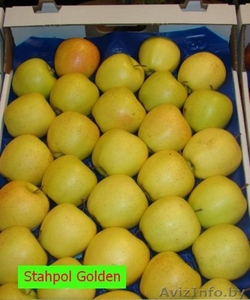 Фирма Stahpol предлагает на продажу сортовые яблоки - Изображение #2, Объявление #830562