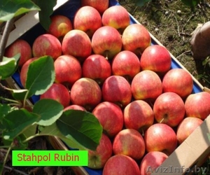 Фирма Stahpol предлагает на продажу сортовые яблоки - Изображение #1, Объявление #830562